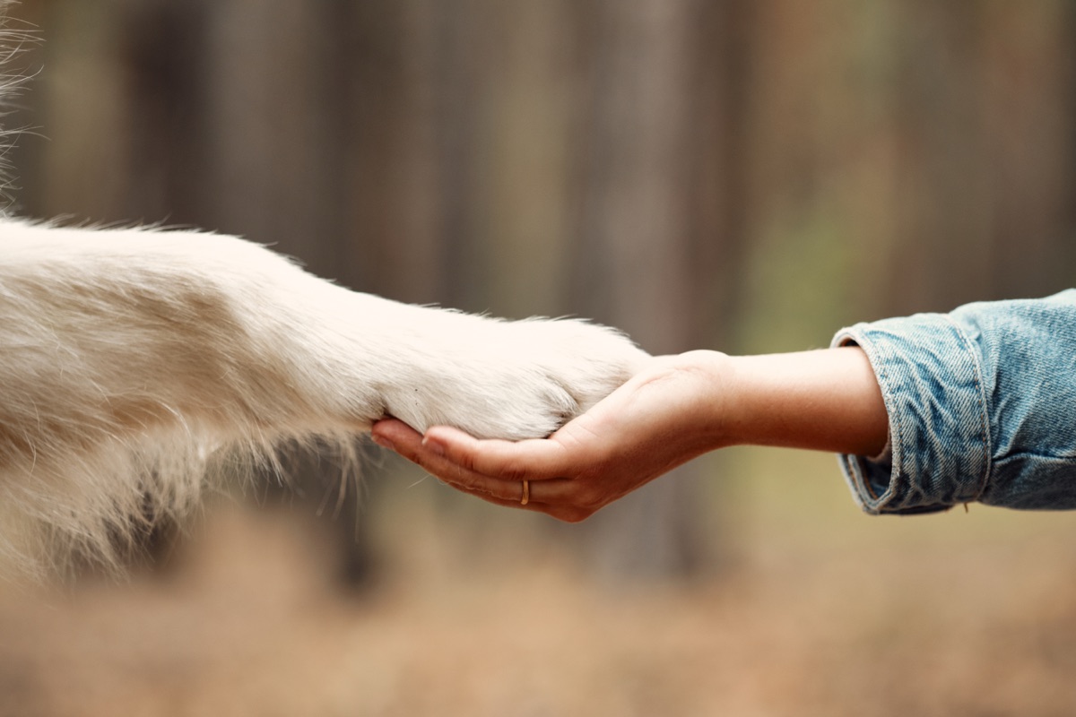 A human hand cradling a dog's paw in a forest